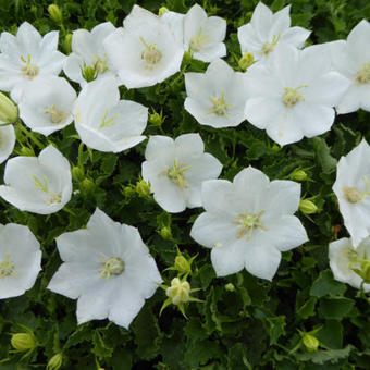 Campanula lactiflora 'Alba'