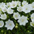 Campanula lactiflora 'Alba'