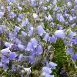 Campanula cochleariifolia - Klokje, Dwergklokje