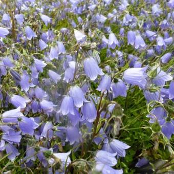 Campanula cochleariifolia