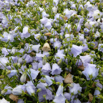 Campanula cochleariifolia 'Elizabeth Oliver'