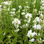 Campanula glomerata 'Alba' - Kluwenklokje