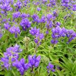 Campanula glomerata 'Superba' - Kluwenklokje