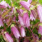 Campanula takesimana 'Elizabeth' - Klokjesbloem - Campanula takesimana 'Elizabeth'