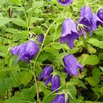 Campanula 'Kent Belle' - Klokjesbloem