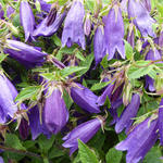 Campanula 'RINGSABELL Indigo Blue' - Klokjesbloem