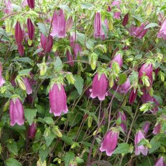 Campanula 'RINGSABELL Mulberry Rose'