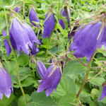 Campanula punctata 'Sarastro' - Klokjesbloem