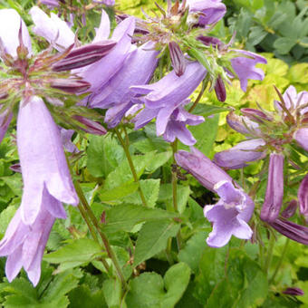 Campanula 'Viking'