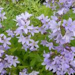 Campanula lactiflora - Klokjesbloem