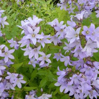 Campanula lactiflora