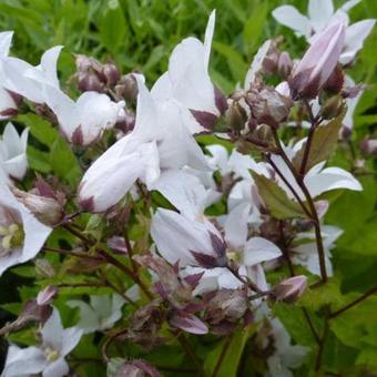 Campanula lactiflora 'Alba'