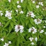 Klokjesbloem, Celtisbladklokje - Campanula lactiflora 'White Pouffe'