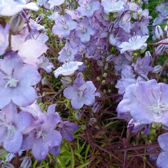 Campanula persicifolia 'Hidcote Amethyst'