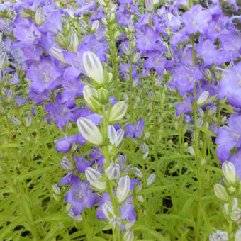 Campanula persicifolia 'Highcliffe'