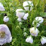 Campanula persicifolia 'La Bello' - Klokjesbloem, Prachtklokje