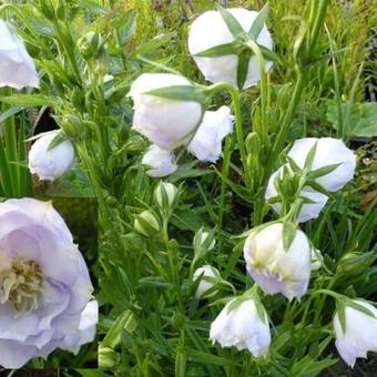 Campanula persicifolia 'La Bello'