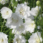 Campanula persicifolia 'La Bonne Amie' - Klokjesbloem, Prachtklokje