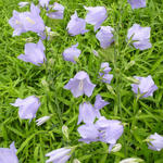 Campanula persicifolia 'Telham Beauty' - Klokjesbloem, Prachtklokje