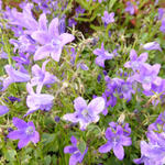 Campanula portenschlagiana 'Resholt Variety' - Klokjesbloem