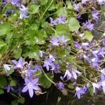 Campanula poscharskyana 'Blue Gown' - Klokjesbloem,Servische Campanula