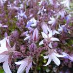 Klokjesbloem - Campanula poscharskyana 'Lisduggan Variety'