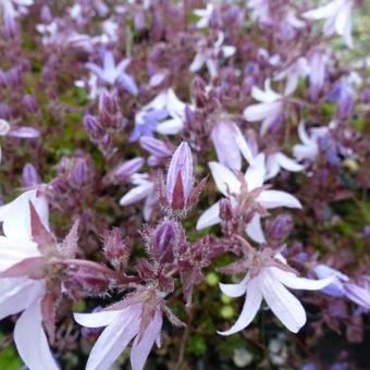 Campanula poscharskyana 'Lisduggan Variety'