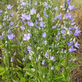 Campanula pyramidalis