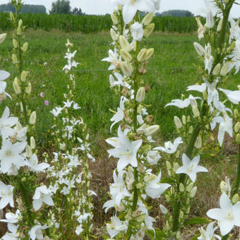 Campanula lactiflora 'Alba'