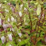 Campanula takesimana - Klokjesbloem