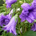 Campanula trachelium 'Bernice' - Ruig klokjesbloem