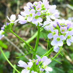 Cardamine pratensis - Pinksterbloem, Schuimkruid