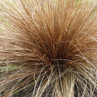 Carex buchananii