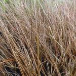 Carex buchananii 'Frank's Hair' - Zegge