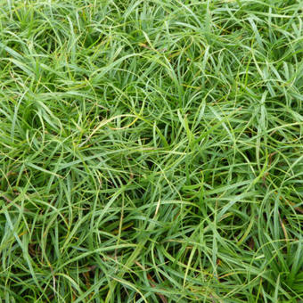 Carex caryophyllea 'The Beatles'