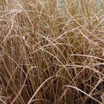 Carex comans 'Bronze Form' - Zegge