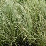 Carex comans 'Frosted Curls' - Zegge