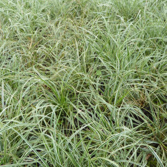 Carex conica 'Snowline'