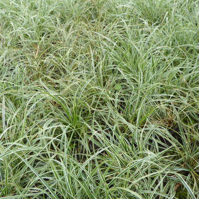 Zegge - Carex conica 'Snowline'