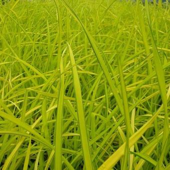 Carex elata 'Aurea'