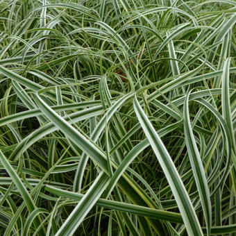 Carex 'Feather Falls'