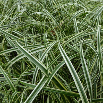 Zegge - Carex 'Feather Falls'