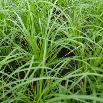 Carex montana