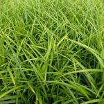 Zegge - Carex morrowii