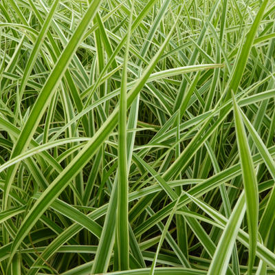 Zegge - Carex morrowii 'Aureovariegata'