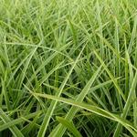 Carex morrowii 'Gilt' - Zegge