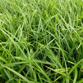 Carex foliosissima 'Irish Green'