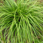 Carex morrowii 'JS Mosten' - Zegge