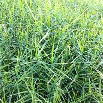 Carex muskingumensis 'Little Midge'