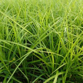 Carex muskingumensis 'Silberstreif'